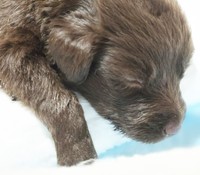 いっさいの鳴き声を発せず元気がない様子でした