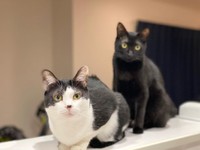 先住猫ラブちゃんと。