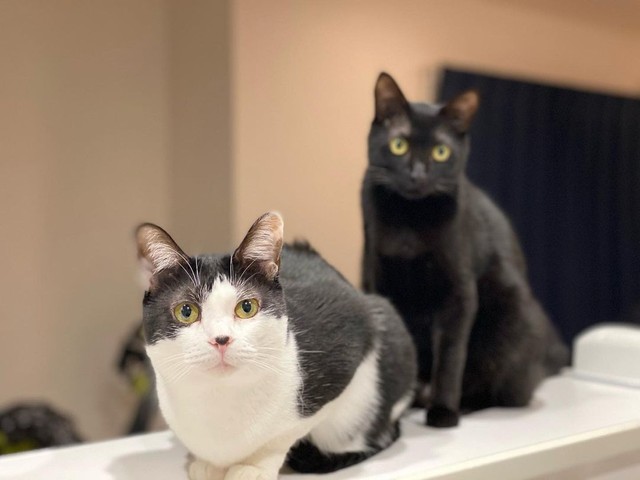 先住猫ラブちゃんと。