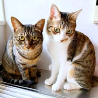 お迎えから1年、あどけなさが残る真良くん（左）と南南くん（右）（画像提供：まよなんさん）