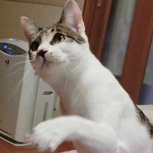 保護当時の姫ちゃん