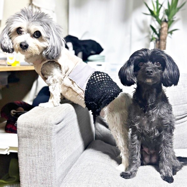 ソファの上に勢ぞろい！ （左から）つんちゃん、こむぎちゃん（画像提供：つんこむさん）