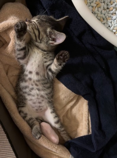 お迎えから一週間後