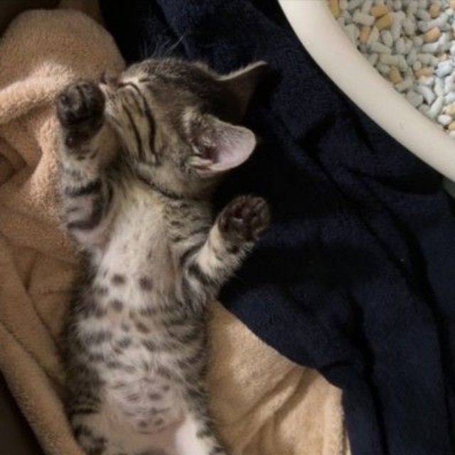 お迎えから一週間後