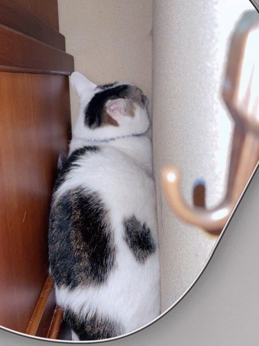 「えびぞう」が新しい家に来たばかりの頃。隅っこやベッドの下に隠れたり、プチ脱走したりしていたそう……