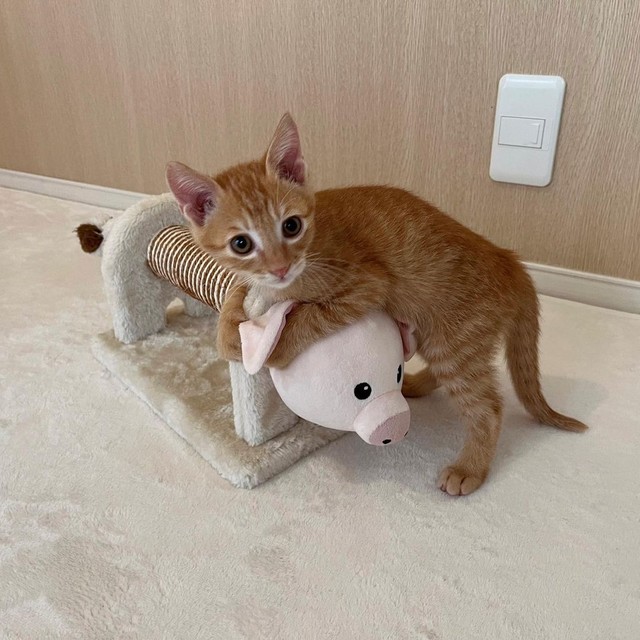 お気に入りのおもちゃと。