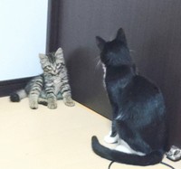 ヤンヤンくんがトントンくんから何かを教わっているよう。何かな？