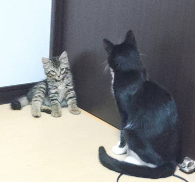 ヤンヤンくんがトントンくんから何かを教わっているよう。何かな？