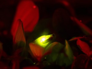 「聖なる輝き」取り戻せ！　絶滅危機に瀕するホタル、バリ島で始まった新たなエコ循環