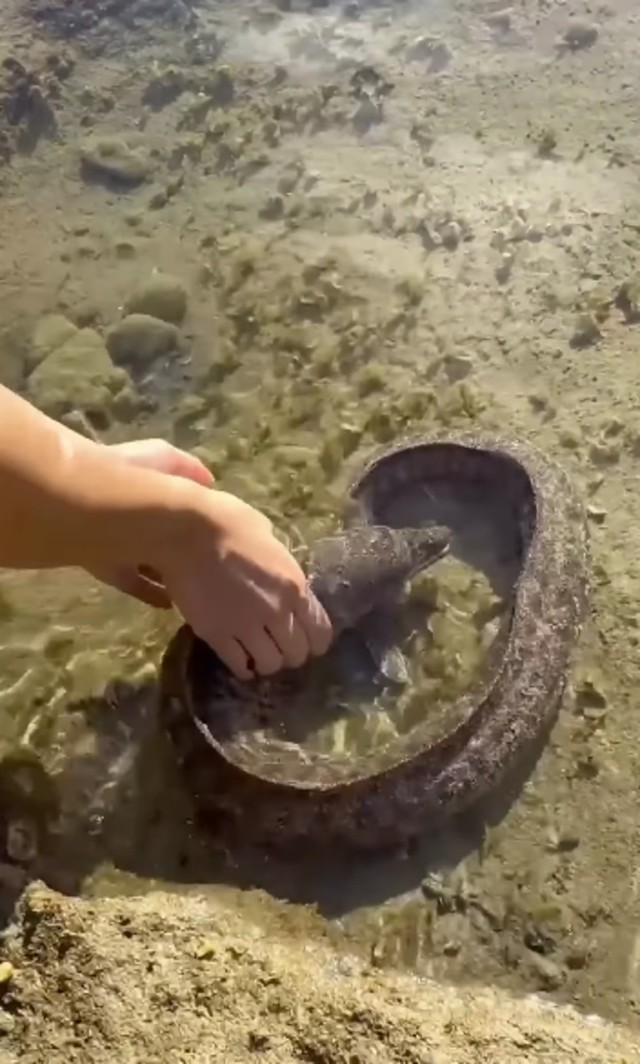 ウツボを浅瀬から広い海へと帰してあげることに／投稿主さん提供