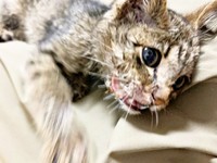 保護数日後、病院にいったねずくん（画像提供：ねこズとにぼしさん）