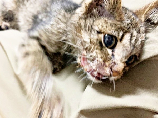 保護数日後、病院にいったねずくん（画像提供：ねこズとにぼしさん）