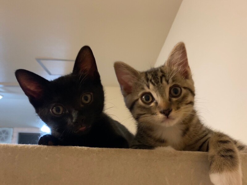 ちびメンズの目線にママ完落ち（シロミさん提供）