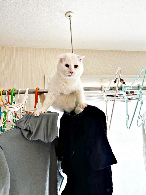 物干しの上に登ったあなごさん（画像提供：Hirokoさん）