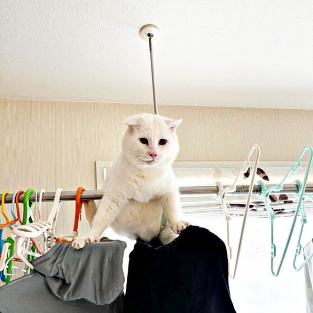 物干しの上に登ったあなごさん（画像提供：Hirokoさん）