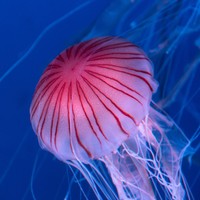 アカクラゲ　※画像はイメージです（Paylessimages/stock.adobe.com）