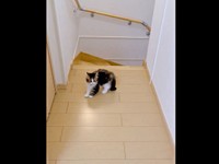 やんのかポーズをきめるダリくん（画像提供：村人Cさん）