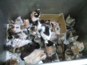 殺処分を行う行政施設の職員「みんな苦しんでいる」　犬や猫の命と向き合うほどに苦悩