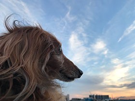 夕焼けを眺めに河川敷へ散歩　ダックスフントの「ＲＯＹ」