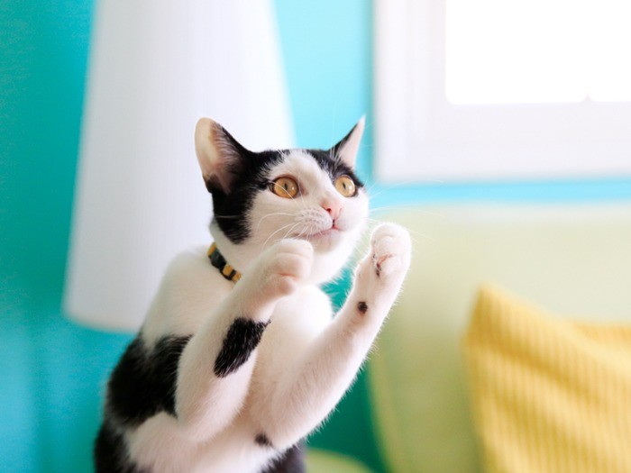 ペットロスから救ってくれた２匹の子猫  犬・猫との幸せな暮らしの 