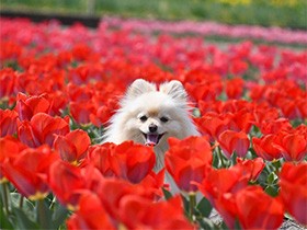 真っ赤なチューリップ、春を満喫　ポメラニアン「ポン太」