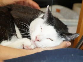 行政とともに地域猫活動　人と猫が共生できる街を目指して