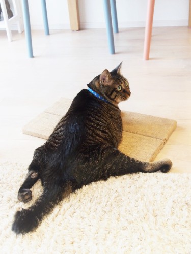 前脚で自由に動き回るレオ