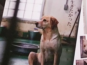 無力ではないと信じて…　犬猫の殺処分なくすため勉強会