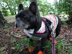 お散歩大好き、抱っこも大好き　フレブルの「ゴマ子」