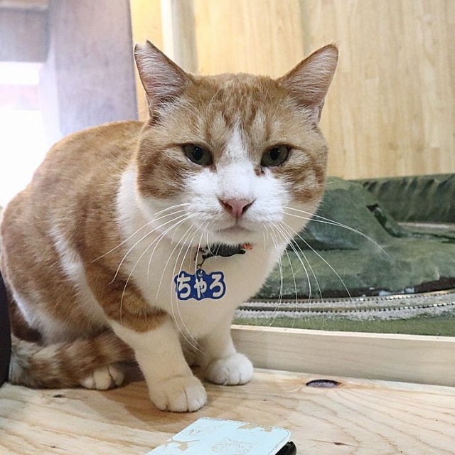 お引越ししたから遊びに来てね