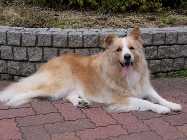 夢でゆうたくんと引き合わせてくれた先住犬のノアちゃん