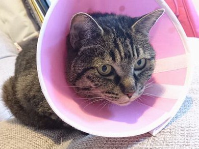 「襟巻き」の仲間を威嚇　エリザベスカラーは猫を変える？