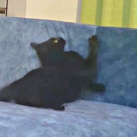 めまぐるしく動くろでむくん（画像提供：もちしんろでむさん）