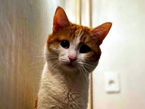 ウクライナよりツイックスに泣くロシア　4歳で死んだ猫が「民衆のはけ口」になるまで