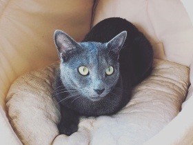 長いからだでピーンとアピール　ロシアンブルーの「エビアン」