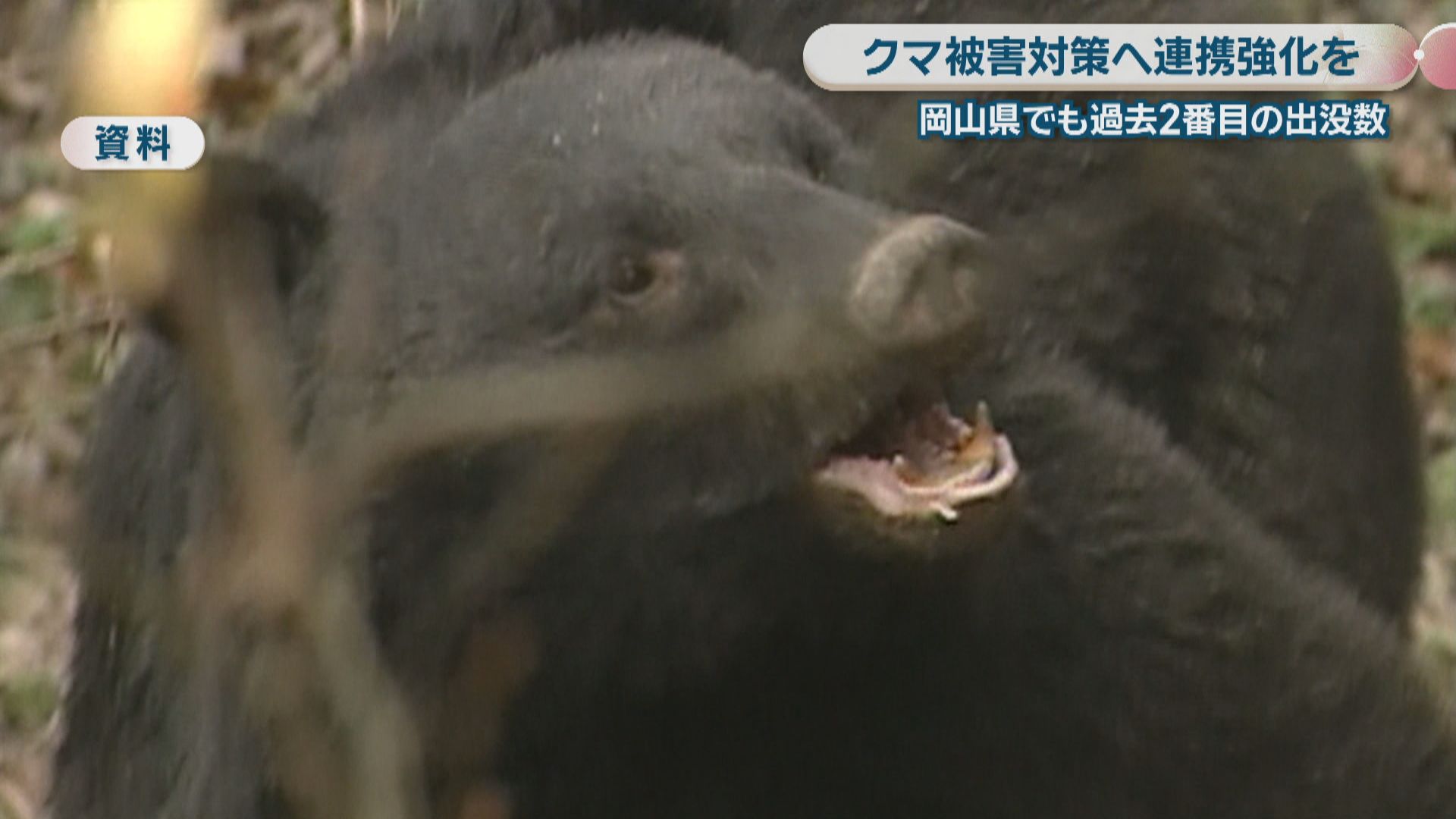 クマ被害対策へ連携強化 中四国で初の連絡会議 2026年4～5月は岡山県で