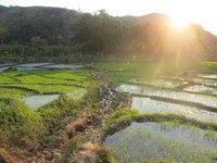 暑さの中での田植え作業。真っ赤に焼けたふくらはぎを覚えていたい