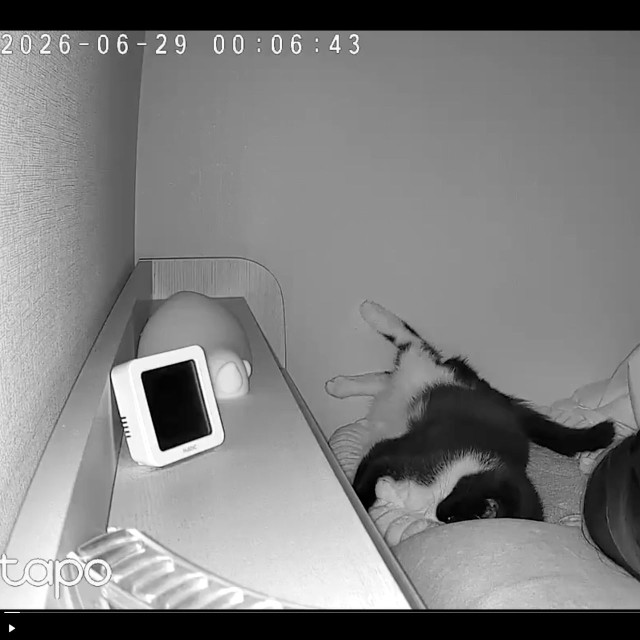 枕元で顔を埋めて眠る依灯ちゃん（画像提供：猫又ちぐらさん）