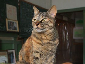 廃校になった小学校を見守る猫校長　木造校舎をパトロール