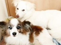 ニルヴァーナは先住犬のおかげで、新しい環境にも馴染んでくれました