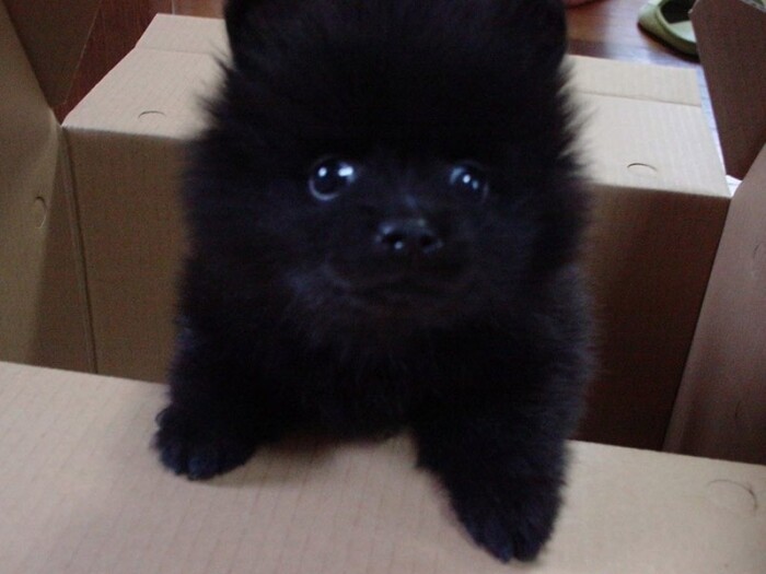 家にきたころの「くぅ」