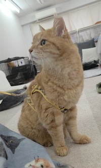 保護猫カフェで暮らしていた頃