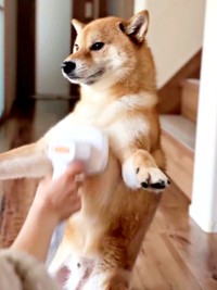 驚きのバランス感覚。自ら二足立ちになってお手入れしてもらういろりくん（画像提供：柴犬いろりさん）