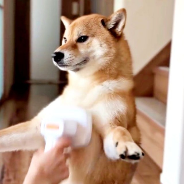 驚きのバランス感覚。自ら二足立ちになってお手入れしてもらういろりくん（画像提供：柴犬いろりさん）