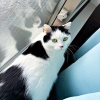 ニャルソックするめかぶちゃん（画像提供：硝子さん）