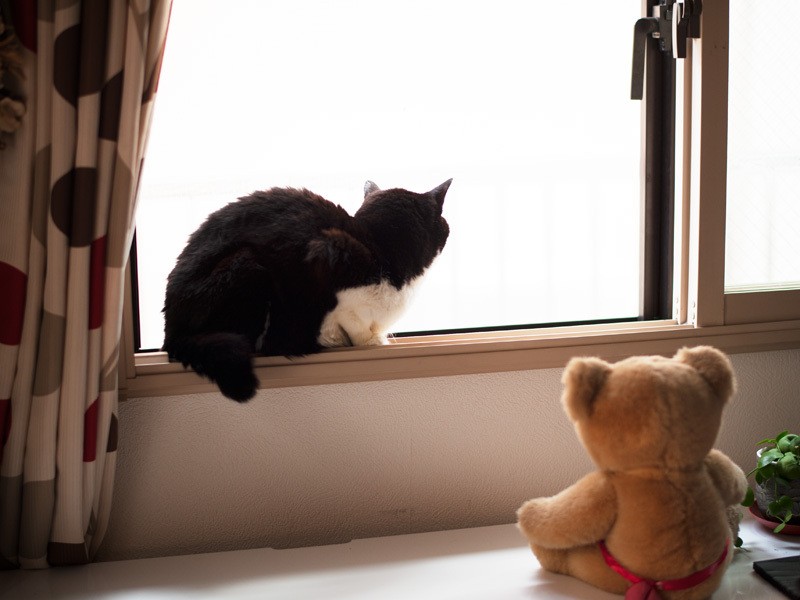 「クマ君はずっとここにいるんだね」（小林写函撮影）