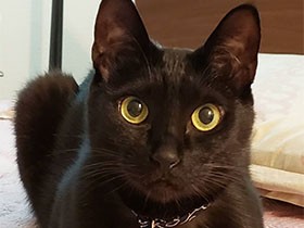 ふ～やれやれ　ケンカの仲裁役もつとめる頼れる黒猫「らん丸」