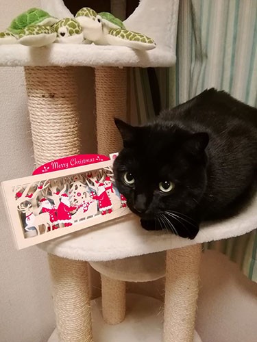 少しビビリだけど、すくすく成長（雅子さん提供）