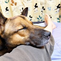 飼い主さんの足にアゴをのせて眠るばつ丸くん（画像提供：あやさん）