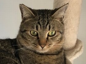 保護された野良の子猫　男性の元に引き取られ、兄弟分に出会う